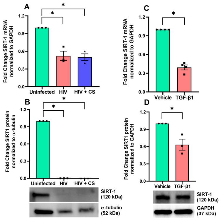 https://cdn.ncbi.nlm.nih.gov/pmc/blobs/1d51/11640087/69ca255a0584/cells-13-02009-g002.jpg