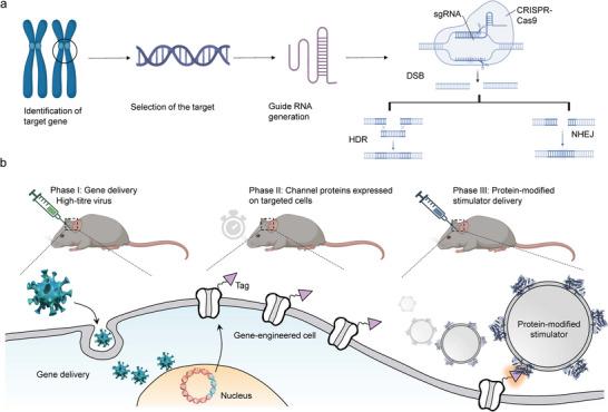 https://cdn.ncbi.nlm.nih.gov/pmc/blobs/1d51/12302646/108dd62d0a56/ADVS-12-e13817-g003.jpg