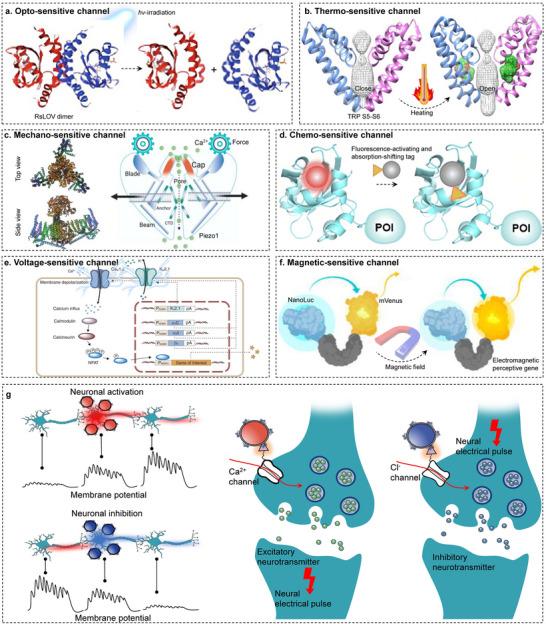 https://cdn.ncbi.nlm.nih.gov/pmc/blobs/1d51/12302646/592bbeac01d9/ADVS-12-e13817-g002.jpg