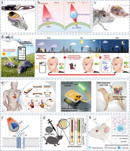 https://cdn.ncbi.nlm.nih.gov/pmc/blobs/1d51/12302646/685310516576/ADVS-12-e13817-g021.jpg