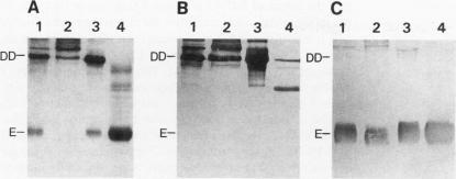 https://cdn.ncbi.nlm.nih.gov/pmc/blobs/1d51/329904/564daa18878f/jcinvest00487-0329-a.jpg