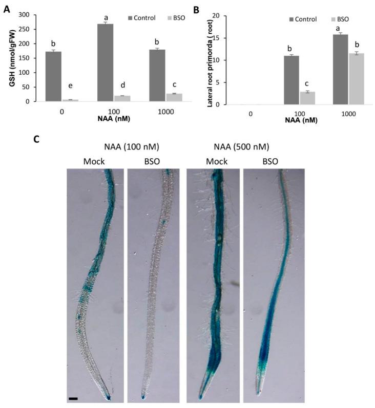 https://cdn.ncbi.nlm.nih.gov/pmc/blobs/1d5d/7697393/8719b1741e79/biomolecules-10-01550-g008.jpg