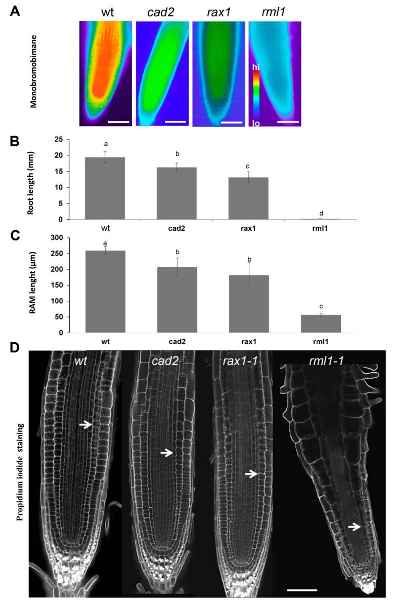 https://cdn.ncbi.nlm.nih.gov/pmc/blobs/1d5d/7697393/88fda0235bdf/biomolecules-10-01550-g001.jpg