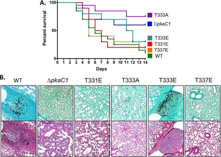 https://cdn.ncbi.nlm.nih.gov/pmc/blobs/1d5e/5296607/2cc8bdb02b1d/mbo0011731780005.jpg