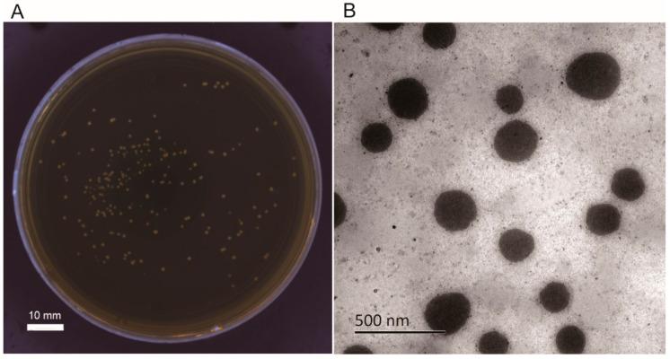 https://cdn.ncbi.nlm.nih.gov/pmc/blobs/1d5f/8001848/04c32d772869/foods-10-00529-g001.jpg