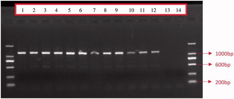 https://cdn.ncbi.nlm.nih.gov/pmc/blobs/1d60/8032330/83c50289a4cd/TMDN_A_1909432_F0001_C.jpg