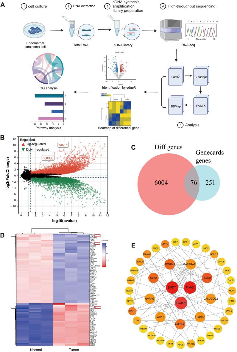 https://cdn.ncbi.nlm.nih.gov/pmc/blobs/1d64/11391609/71bea2a63f37/10020_2024_915_Fig1_HTML.jpg