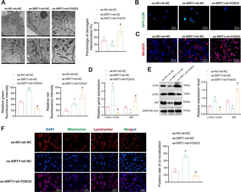 https://cdn.ncbi.nlm.nih.gov/pmc/blobs/1d64/11391609/77e2a1c3a37e/10020_2024_915_Fig6_HTML.jpg