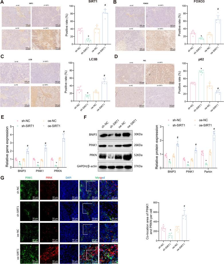 https://cdn.ncbi.nlm.nih.gov/pmc/blobs/1d64/11391609/f0b1895e77b5/10020_2024_915_Fig9_HTML.jpg