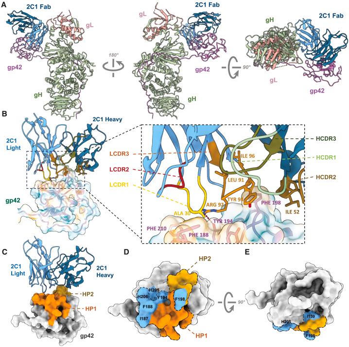 https://cdn.ncbi.nlm.nih.gov/pmc/blobs/1d6a/11148859/66270ece2bf9/gr3.jpg