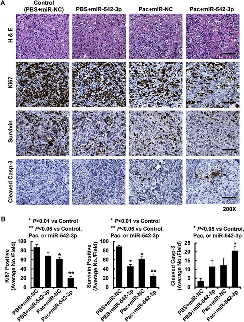 https://cdn.ncbi.nlm.nih.gov/pmc/blobs/1d6e/6089084/7fbde740c97c/nihms953094f6.jpg