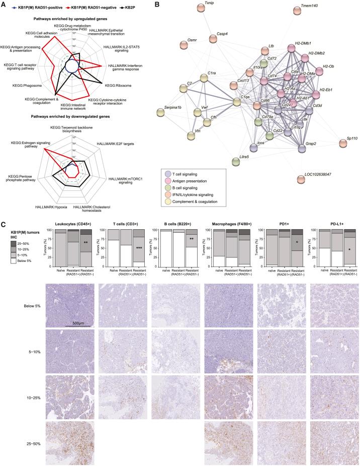 https://cdn.ncbi.nlm.nih.gov/pmc/blobs/1d6f/10242444/7c17df9a290a/gr3.jpg