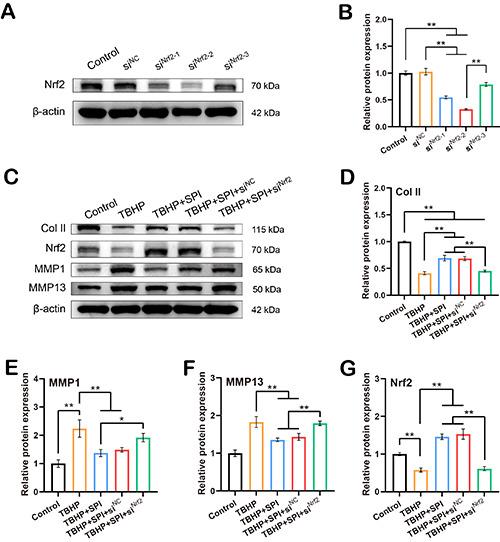 https://cdn.ncbi.nlm.nih.gov/pmc/blobs/1d6f/11148693/8b671c807e75/ejh-68-2-4033-g003.jpg