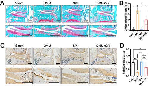 https://cdn.ncbi.nlm.nih.gov/pmc/blobs/1d6f/11148693/8c0ea834325b/ejh-68-2-4033-g004.jpg