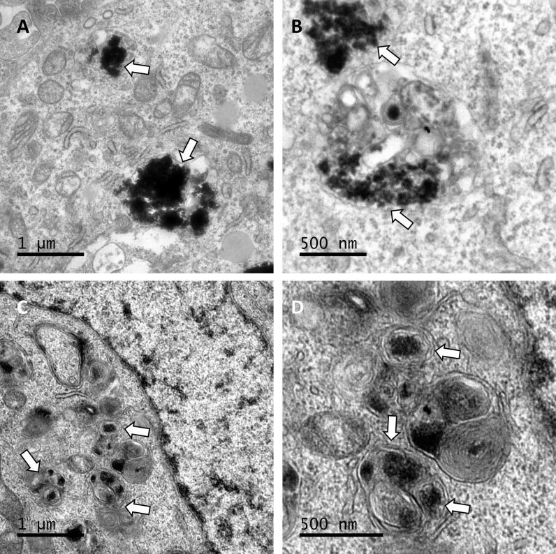 https://cdn.ncbi.nlm.nih.gov/pmc/blobs/1d70/11008835/a2f2d33fbb50/pone.0302031.g006.jpg