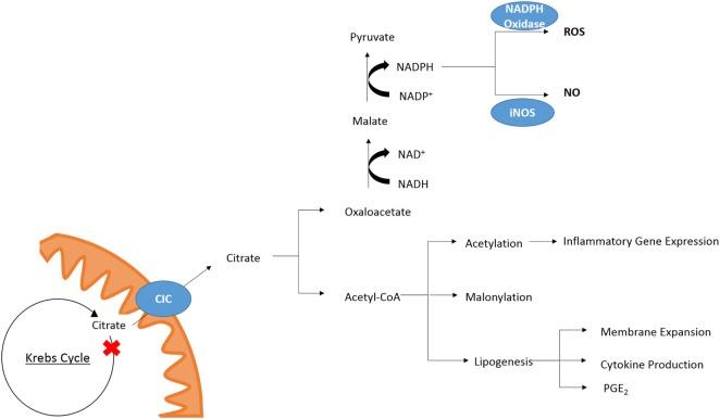 https://cdn.ncbi.nlm.nih.gov/pmc/blobs/1d70/5807345/0bd9036be9cb/fimmu-09-00141-g002.jpg