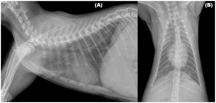 https://cdn.ncbi.nlm.nih.gov/pmc/blobs/1d73/6019465/e313e622e9a0/fvets-05-00126-g0001.jpg