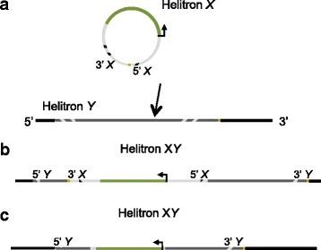 https://cdn.ncbi.nlm.nih.gov/pmc/blobs/1d74/5148889/dc2d74629ca3/13100_2016_83_Fig8_HTML.jpg