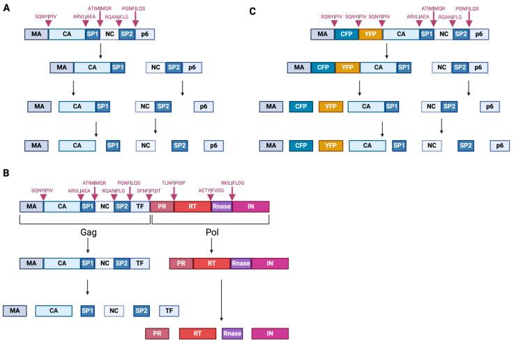 https://cdn.ncbi.nlm.nih.gov/pmc/blobs/1d7b/11437483/bf499297972f/viruses-16-01423-g002.jpg