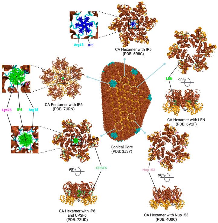 https://cdn.ncbi.nlm.nih.gov/pmc/blobs/1d7b/11437483/ffe700538158/viruses-16-01423-g003.jpg