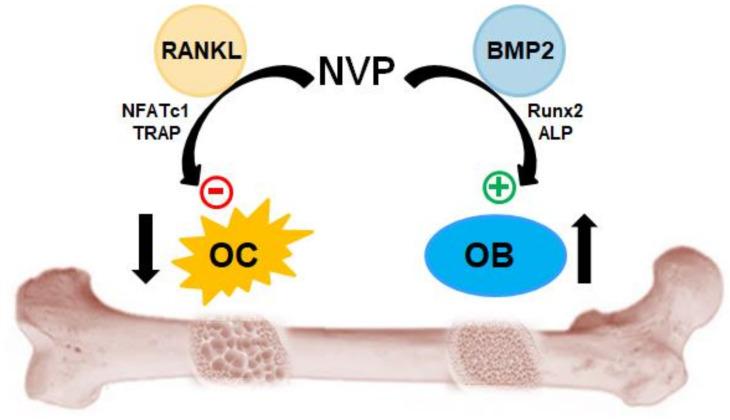https://cdn.ncbi.nlm.nih.gov/pmc/blobs/1d7f/8541071/b90b72b09ff9/ijms-22-11052-g008.jpg