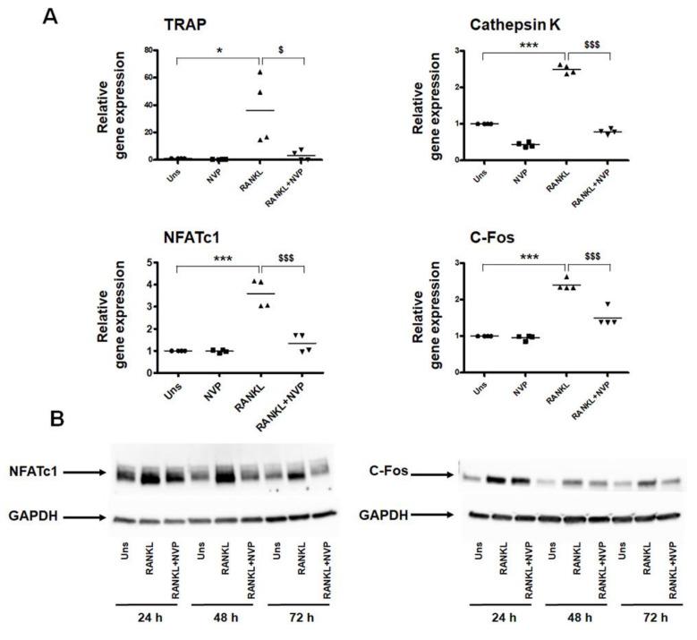 https://cdn.ncbi.nlm.nih.gov/pmc/blobs/1d7f/8541071/bc82e8731970/ijms-22-11052-g005.jpg