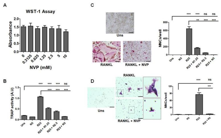 https://cdn.ncbi.nlm.nih.gov/pmc/blobs/1d7f/8541071/cd1d0dd8258b/ijms-22-11052-g004.jpg