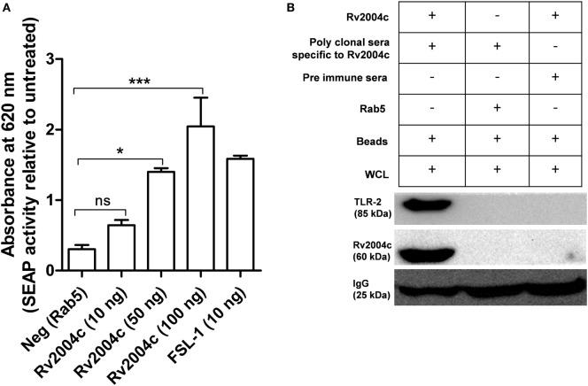 https://cdn.ncbi.nlm.nih.gov/pmc/blobs/1d81/5483032/39d99b383731/fimmu-08-00712-g002.jpg