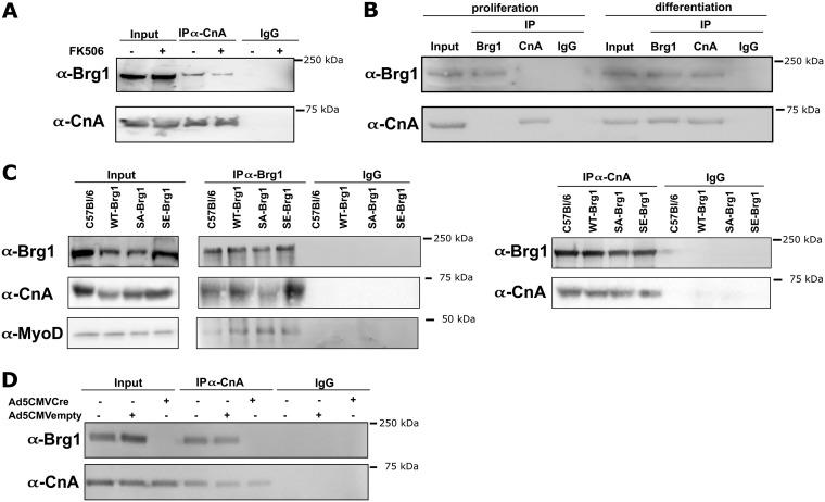 https://cdn.ncbi.nlm.nih.gov/pmc/blobs/1d82/6751634/b8e1ea0e4c82/MCB.00063-19-f0009.jpg