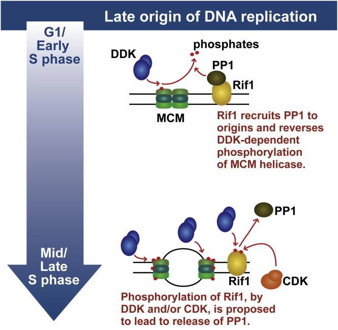 https://cdn.ncbi.nlm.nih.gov/pmc/blobs/1d86/3989773/1e9e7c92ca9e/fx1.jpg