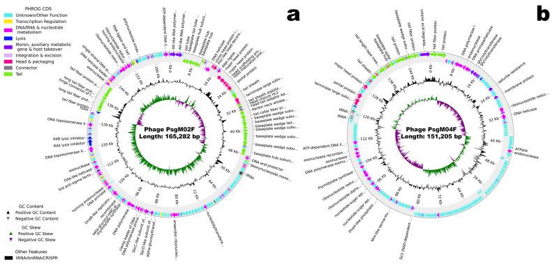 https://cdn.ncbi.nlm.nih.gov/pmc/blobs/1d8a/10815195/cf6054b11bfe/genes-15-00113-g002.jpg