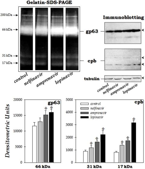 https://cdn.ncbi.nlm.nih.gov/pmc/blobs/1d8c/2656615/41d3fc263df3/pone.0004918.g006.jpg