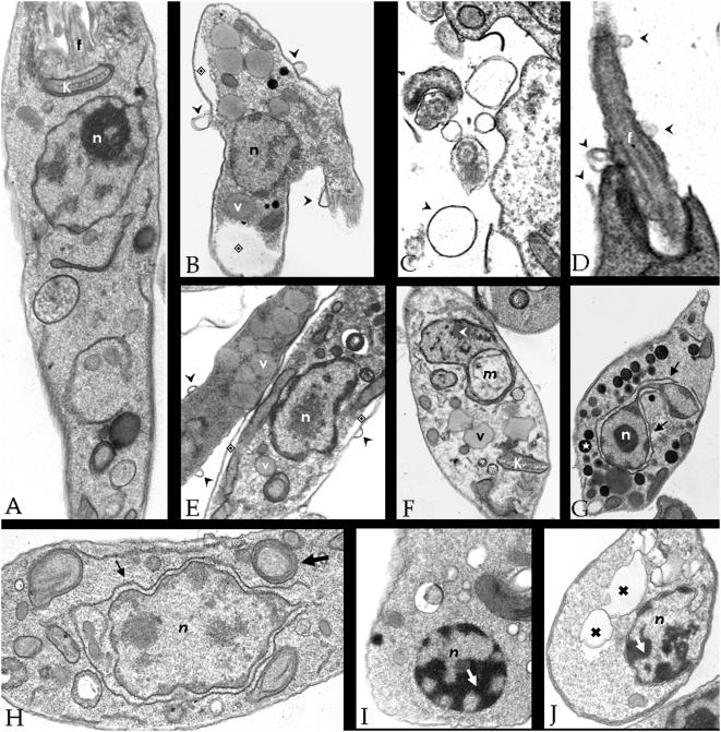 https://cdn.ncbi.nlm.nih.gov/pmc/blobs/1d8c/2656615/cd53a5df3a36/pone.0004918.g002.jpg