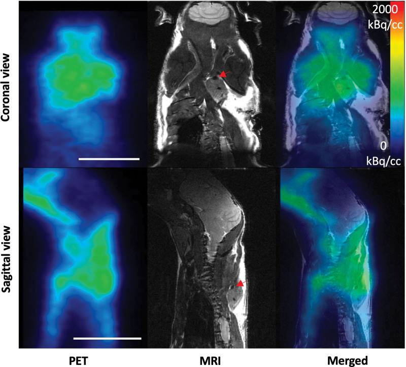 https://cdn.ncbi.nlm.nih.gov/pmc/blobs/1d8d/11177823/7ed0cde04140/txd-10-e1658-g006.jpg