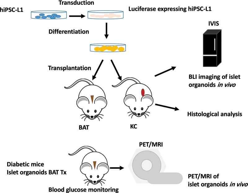 https://cdn.ncbi.nlm.nih.gov/pmc/blobs/1d8d/11177823/b939ea54433e/txd-10-e1658-g001.jpg