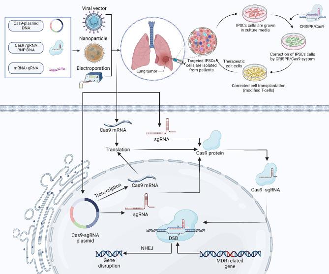 https://cdn.ncbi.nlm.nih.gov/pmc/blobs/1d8d/11179281/60a56e20fe8c/12964_2024_1713_Fig6_HTML.jpg
