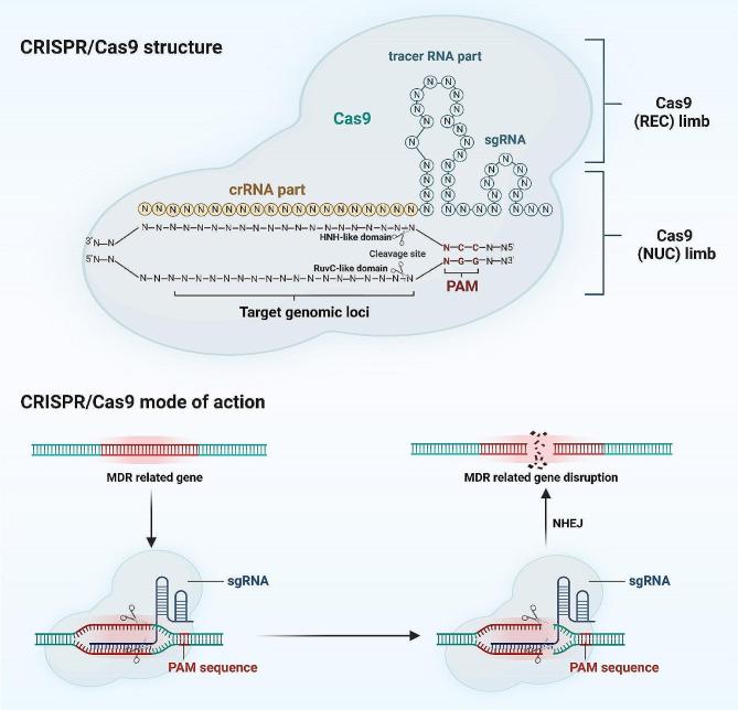 https://cdn.ncbi.nlm.nih.gov/pmc/blobs/1d8d/11179281/bdcdc27574a7/12964_2024_1713_Fig1_HTML.jpg