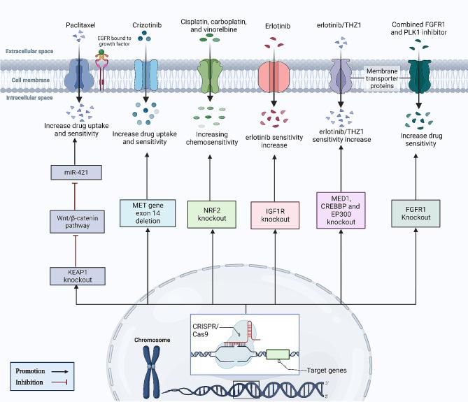 https://cdn.ncbi.nlm.nih.gov/pmc/blobs/1d8d/11179281/d8de29ec01c2/12964_2024_1713_Fig4_HTML.jpg
