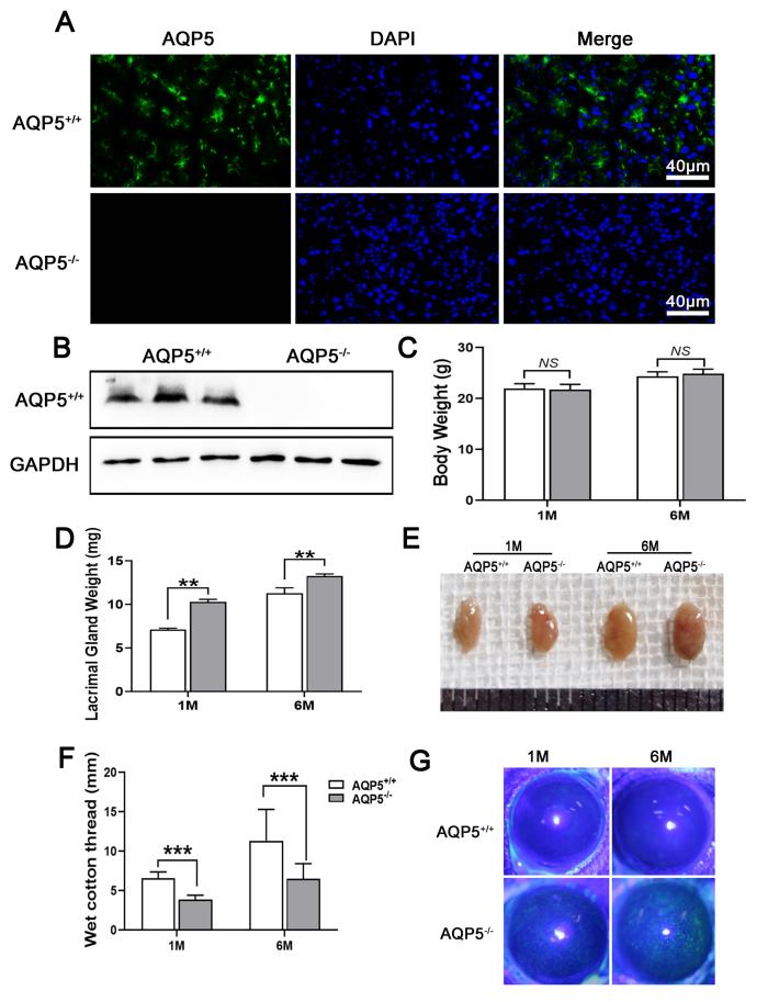 https://cdn.ncbi.nlm.nih.gov/pmc/blobs/1d8d/8684812/a3960af60646/mv-v27-679-f1.jpg