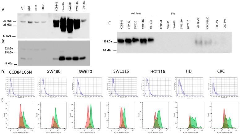 https://cdn.ncbi.nlm.nih.gov/pmc/blobs/1d8f/11240749/58fb30269463/cancers-16-02464-g001.jpg