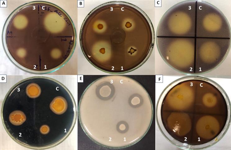 https://cdn.ncbi.nlm.nih.gov/pmc/blobs/1d91/11515351/274865a2c154/12870_2024_5609_Fig2_HTML.jpg
