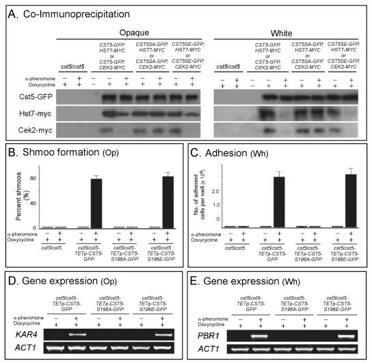 https://cdn.ncbi.nlm.nih.gov/pmc/blobs/1d96/3018282/f329fca97e88/mbo0051010720007.jpg