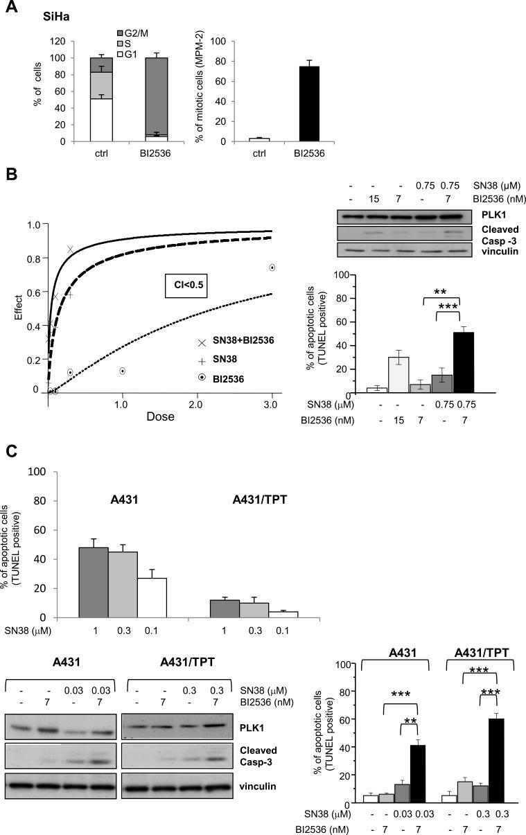 https://cdn.ncbi.nlm.nih.gov/pmc/blobs/1d97/4496180/37819900b789/oncotarget-06-8736-g004.jpg