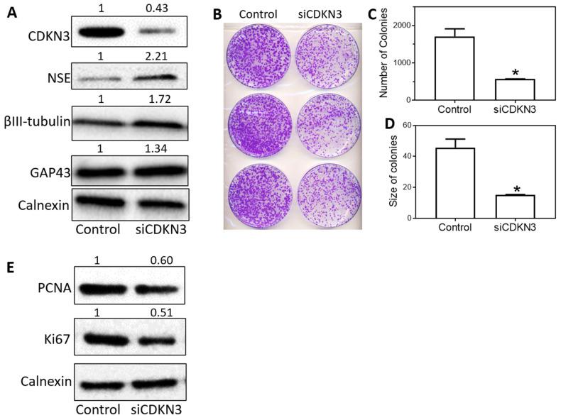 https://cdn.ncbi.nlm.nih.gov/pmc/blobs/1d98/10861815/7c87ed5d1013/jcav15p1153g002.jpg