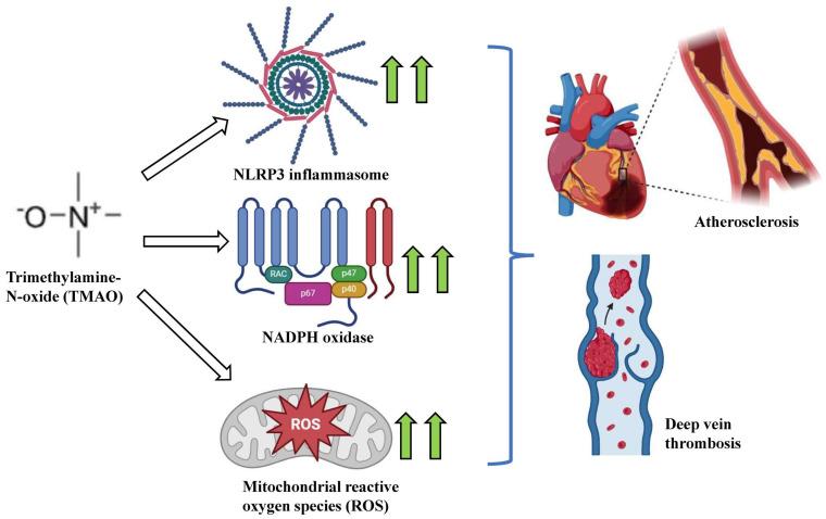https://cdn.ncbi.nlm.nih.gov/pmc/blobs/1d99/11432476/243fe19b151f/ijms-25-10208-g004.jpg