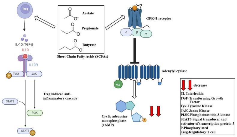 https://cdn.ncbi.nlm.nih.gov/pmc/blobs/1d99/11432476/79f68a70f356/ijms-25-10208-g003.jpg