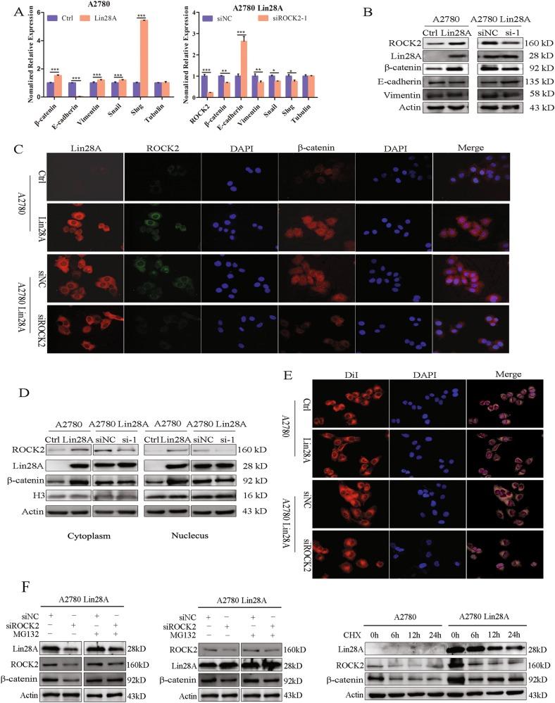 https://cdn.ncbi.nlm.nih.gov/pmc/blobs/1d9d/6372474/1d0f337961a7/41388_2018_512_Fig5_HTML.jpg
