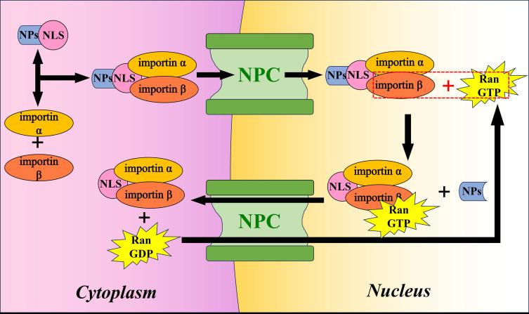 https://cdn.ncbi.nlm.nih.gov/pmc/blobs/1da0/12335257/8c5c85b08618/IJN-20-9695-g0003.jpg
