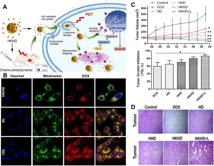 https://cdn.ncbi.nlm.nih.gov/pmc/blobs/1da0/12335257/be4a23ad60ba/IJN-20-9695-g0009.jpg