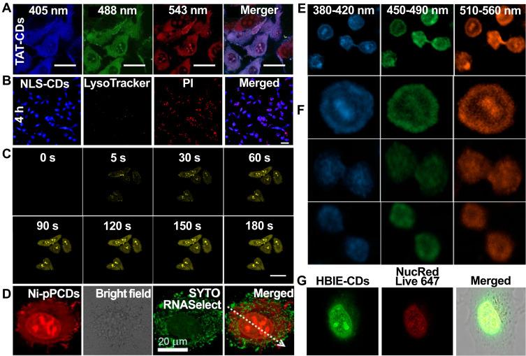 https://cdn.ncbi.nlm.nih.gov/pmc/blobs/1da0/12335257/d4d3577562f3/IJN-20-9695-g0005.jpg